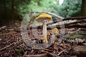 Î¼Î±Ï„Î¹Ï„Î±ÏÎ¹Î± ÏƒÏ„Î· Ï€Î±ÏÎ½Î·Î¸Î± ,mushrooms at parnitha mountain